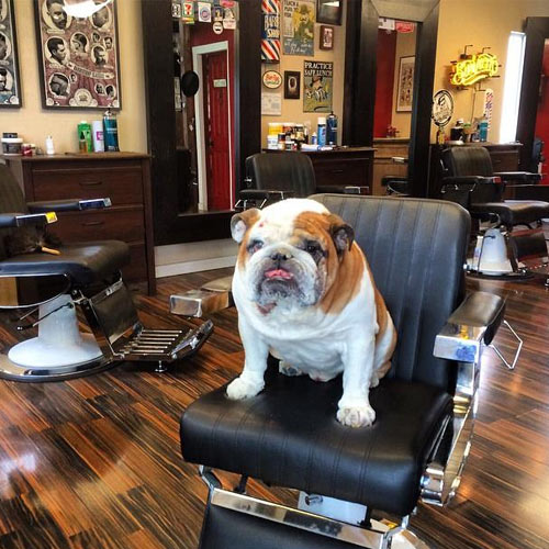 are dogs allowed in barber shops